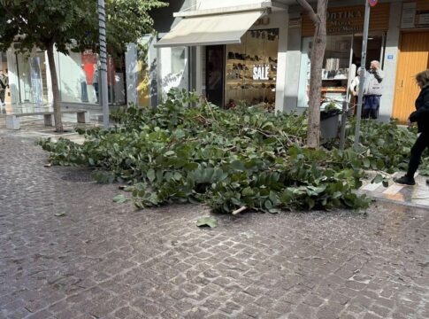 Ηράκλειο: Κόπηκε το δέντρο λόγω επικινδυνότητας