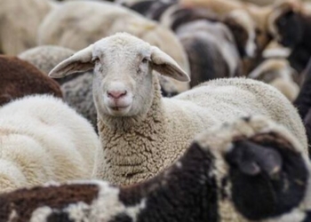 Ηράκλειο: Βρήκαν τον ζωοκλέφτη αλλά όχι όλα τα αιγοπρόβατα