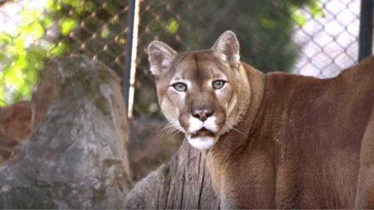 Κολοράντο: Πεζοπόρος πιθανολογείται ότι δέχθηκε φονική επίθεση από πούμα