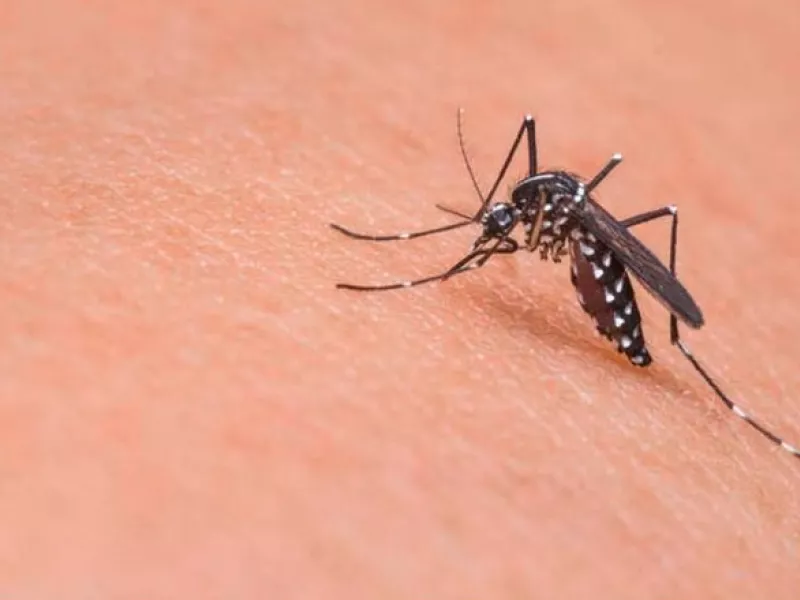 Κουνούπι πάνω σε δέρμα