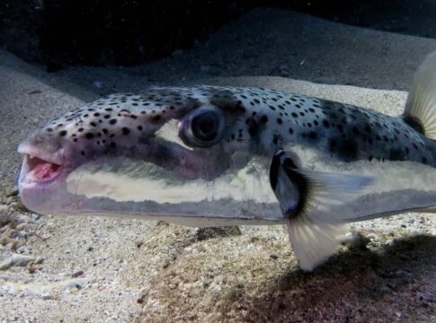 Λαγοκέφαλοι: Αποζημιώνονται για πρώτη φορά οι αλιείς της Κρήτης – Ειδικός κλίβανος καύσης υπολειμμάτων στη ΒΙΠΕ Ηρακλείου