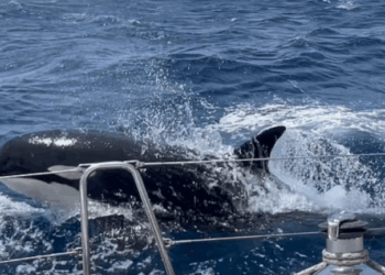 Μία αγέλη από όρκες κάνει κουμάντο στο στενό του Γιβραλτάρ και «μιλά» μία μοναδική γλώσσα