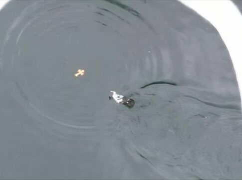 Μια χήνα… έπιασε πρώτη τον Σταυρό στον Ζαρό – Φωτογραφίες