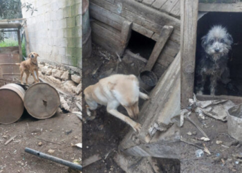 Mια καταγγελία έσωσε πέντε σκυλιά – Ζούσαν δεμένα κάτω από άθλιες συνθήκες!