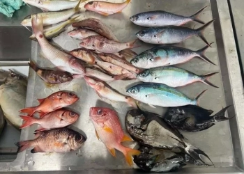 Μολυσμένα με μικροπλαστικά το 1/3 των ψαριών στον Ειρηνικό – Μία απογοητευτική μελέτη