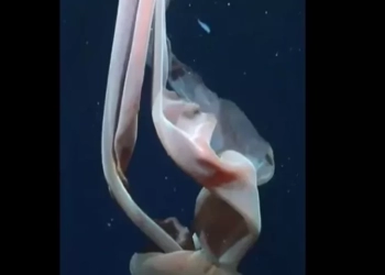 Mυστήριο στον Ωκεανό: Η σπάνια «μέδουσα- γίγαντας» που.... «εξαφανίζεται» στην επιφάνεια του νερού (PICS)