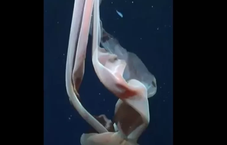 Mυστήριο στον Ωκεανό: Η σπάνια «μέδουσα- γίγαντας» που.... «εξαφανίζεται» στην επιφάνεια του νερού (PICS)