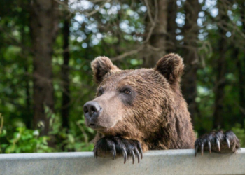 Νυμφαίο: Σε χειμέριο λήθαργο στις φωλιές τους οι αρκούδες του Κέντρου Προστασίας Αρκούδας
