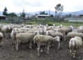 Παρατείνονται τα μέτρα για την ευλογιά των αιγοπροβάτων στην Κρήτη