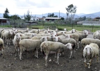 Παρατείνονται τα μέτρα για την ευλογιά των αιγοπροβάτων στην Κρήτη