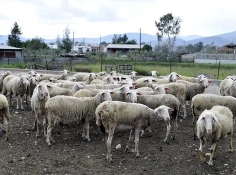 Παρατείνονται τα μέτρα για την ευλογιά των αιγοπροβάτων στην Κρήτη