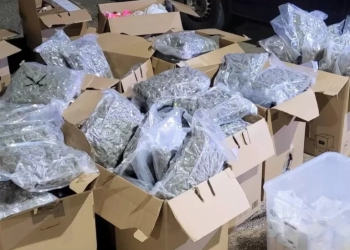 Πλήγμα σε κύκλωμα ναρκωτικών, με κατασχέσεις κάνναβης αξίας 900.000 ευρώ σε Πάτρα και Αθήνα