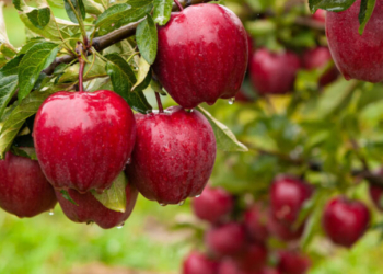 Προειδοποιήσεις για τοξικά κοκτέιλ φυτοφαρμάκων στα μήλα της ΕΕ - Τι έδειξε έρευνα