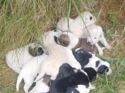 Ρέθυμνο: Αδιανόητη κτηνωδία στο δήμο Αμαρίου – Σκότωσαν 17 κουτάβια