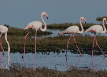 Τα μυστικά της Λιμνοθάλασσας του Μεσολογγίου