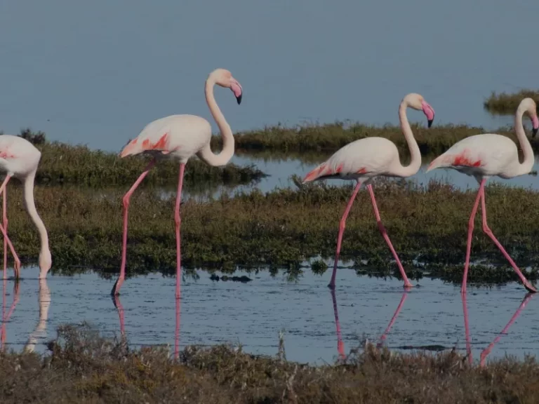 Τα μυστικά της Λιμνοθάλασσας Μεσολογγίου