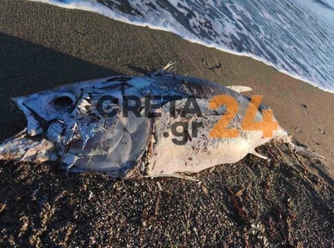 Τεράστιο ψάρι ξεβράστηκε σε παραλία του Ηρακλείου- Φωτογραφίες