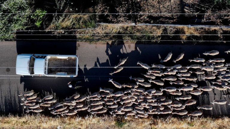 Θρήνος στην Πιερία: Αυτοκτόνησε κτηνοτρόφος που έχασε το κοπάδι του λόγω ευλογιάς