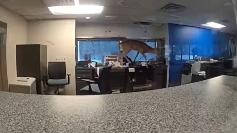 Τρομαγμένο ελάφι εγκλωβίζεται μέσα σε τράπεζα στη Νέα Υόρκη - Βίντεο