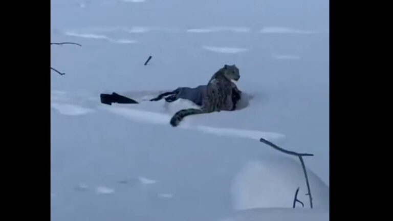 Βίντεο: Λεοπάρδαλη του χιονιού επιτέθηκε σε γυναίκα που προσπάθησε να βγάλει σέλφι μαζί της στην Κίνα