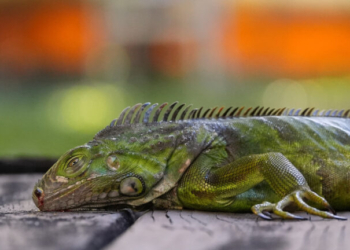 Χιονοθύελλα στις ΗΠΑ: Προβλήματα στις μεταφορές, ιγκουάνα πέφτουν από τα δέντρα - Δείτε βίντεο