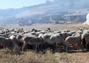 EFSA για ευλογιά: Περίπλοκη η περίπτωση της Ελλάδας για τον εμβολιασμό