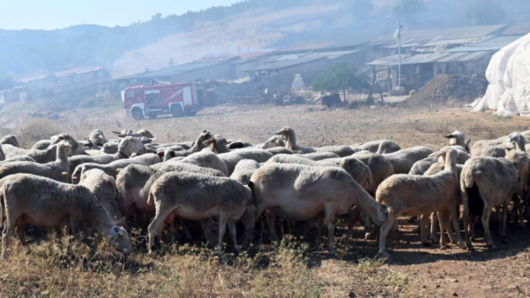 Πέντε συλλήψεις για παραβίαση μέτρων πρόληψης της ευλογιάς των αιγοπροβάτων