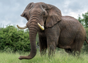 Πώς οι ελέφαντες είναι τόσο επιδέξιοι; Χάρη στις τρίχες της προβοσκίδα τους, που λειτουργούν ως «κεραίες»