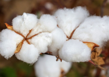 Πρωταθλήτρια η Ελλάδα στο ευρωπαϊκό βαμβάκι: Καλύπτει το 80% της παραγωγής
