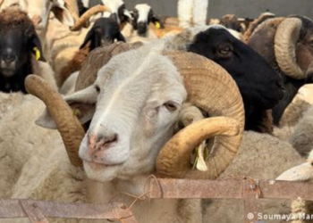 Σε καραντίνα η Κύπρος λόγω αφθώδους πυρετού