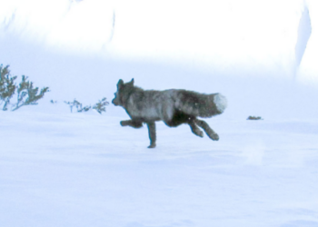 Σπάνια συνάντηση στα υψίπεδα: GPS αποκαλύπτει τα μυστικά της αλεπούς της Σιέρα Νεβάδα