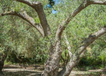 Σύσκεψη στην Περιφέρεια Κρήτης για την αντιμετώπιση των προβλημάτων στην ελαιοκαλλιέργεια