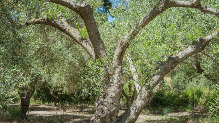 Σύσκεψη στην Περιφέρεια Κρήτης για την αντιμετώπιση των προβλημάτων στην ελαιοκαλλιέργεια