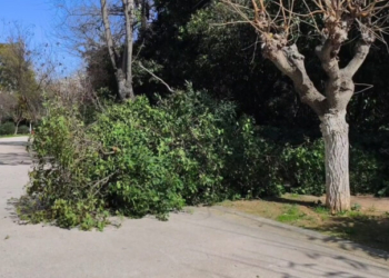 Θυελλώδεις άνεμοι στην Αττική - Έσπασε δέντρο στο Πεδίον του Άρεως (Βίντεο)