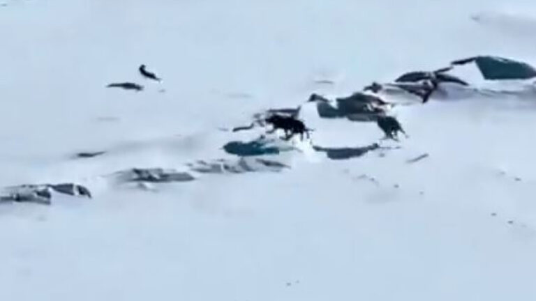 Τύφλα να’ χει το Χόλυγουντ: Άγρια καταδίωξη λαγού από λύκους, σε στέπα (βίντεο)