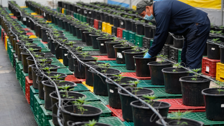 Βόρεια Μακεδονία: Πραγματοποιήθηκε η μεγαλύτερη κατάσχεση κάνναβης στην ιστορία της χώρας