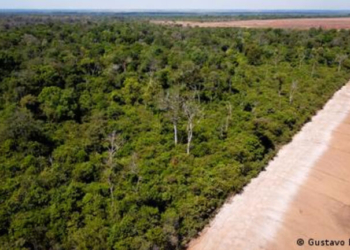 Βραζιλία: Η βιομηχανία της σόγιας πυροδοτεί την αποδάσωση