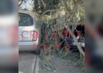 Ξερίζωσε δέντρα ο άνεμος στην Κρήτη