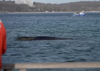 Απελευθερώθηκε φάλαινα που είχε παγιδευτεί στις ακτές της Βαλτικής: Δείτε βίντεο από τη διάσωση