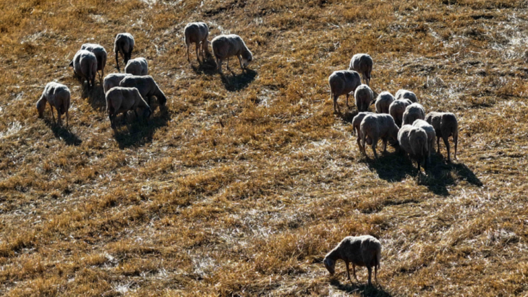 Λέσβος: Στα 13 τα επιβεβαιωμένα κρούσματα αφθώδους πυρετού