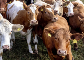 Λέσβος: Σταματά από την Πέμπτη η αγορά γάλακτος και των παραγώγων του λόγω του αφθώδους πυρετού