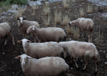 Ρέθυμνο: Τρεις συλλήψεις για ζωοκλοπή