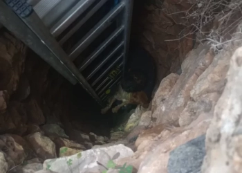 Σκύλος επέζησε εγκλωβισμένος σε παλιό πηγάδι 15 μέτρων, επί 10 ημέρες - Φωτογραφίες