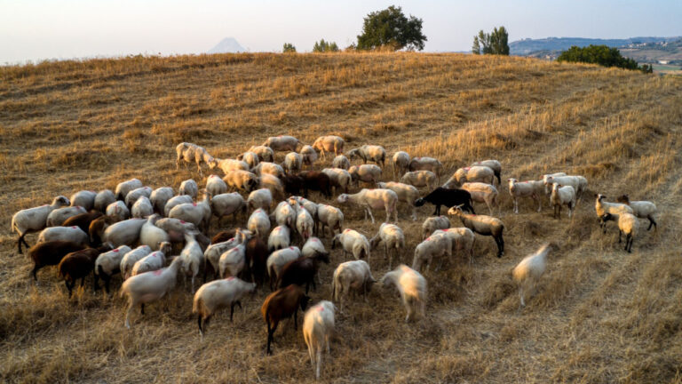 Στα 17 τα κρούσματα αφθώδους πυρετού στη Λέσβο – Επιβεβαιώθηκαν 4 νέα κρούσματα