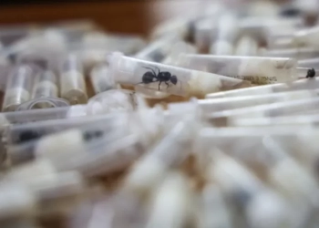 Το ένα μυρμήγκι 220 δολάρια - Το εμπόριο ζώων σε άλλο επίπεδο