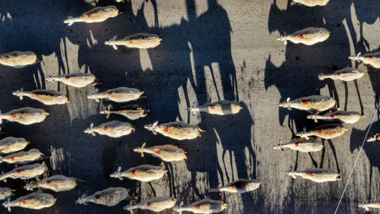 Τρία νέα επιβεβαιωμένα κρούσματα αφθώδους πυρετού σε ζώα στη Λέσβο