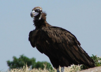 ΥΠΕΝ: Μέτρα για την προστασία του μαυρόγυπα μετά τη μαζική δηλητηρίαση στον Έβρο
