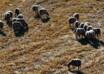 43 κρούσματα αφθώδους πυρετού σε 54 εκτροφές της Λέσβου