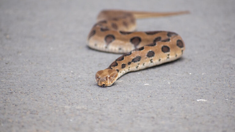 Αγωνία για 13χρονο στη Σύρο: Στο νοσοκομείο μετά από δάγκωμα οχιάς