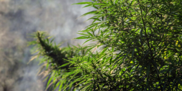 Αίγιο: Συνελήφθη άνδρας που μετέφερε περισσότερα από 32 κιλά κάνναβης